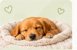 Comfort & Calm