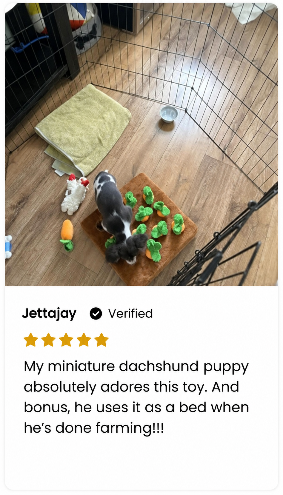 Jettajay, 5 out of 5 stars. My miniature dachshund puppy absolutely adores this toy. And bonus, he uses it as a bed when he’s done farming!!!