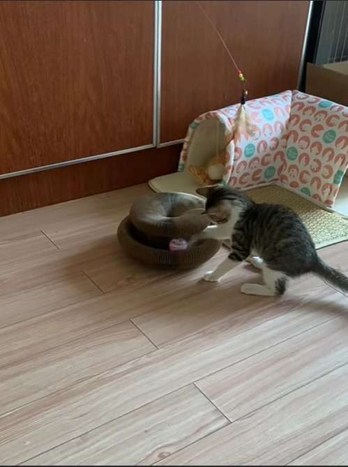 Cat exploring the foldable cardboard scratcher, photo 2